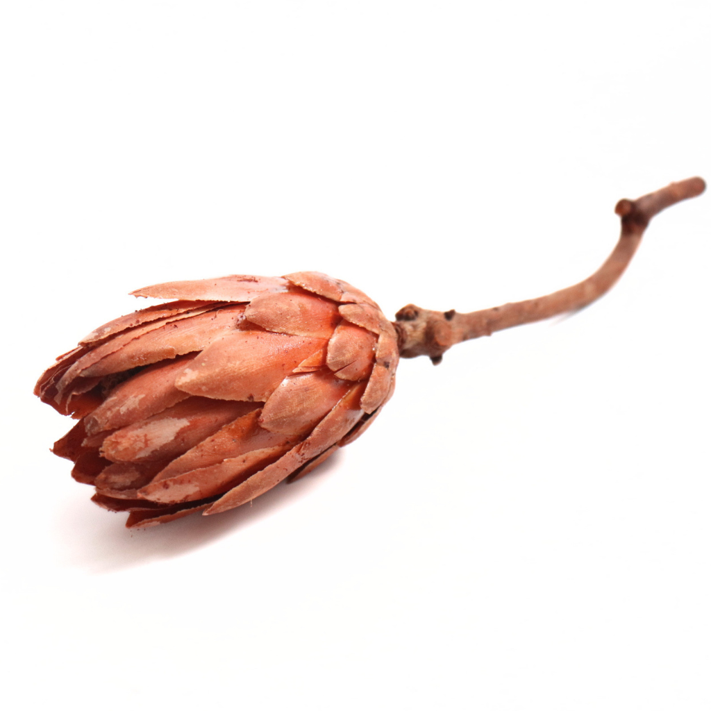 Velký krémový sušený květ Protea Repens 30–35 cm